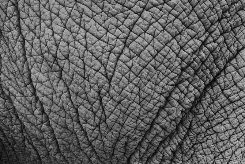 Elephant skin texture