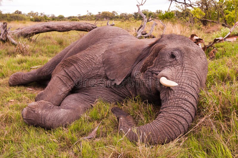 Baby Elephant Nap stock photo. Image of ears, green, guarding 8298426