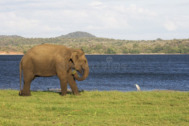 Elephant and small bird by a lake stock photography