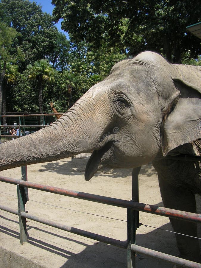 Baby Elephants Playing Games Stock Photo Image of grass, addo 11625012