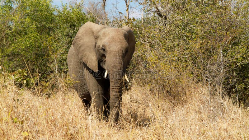 Elephant South Africa