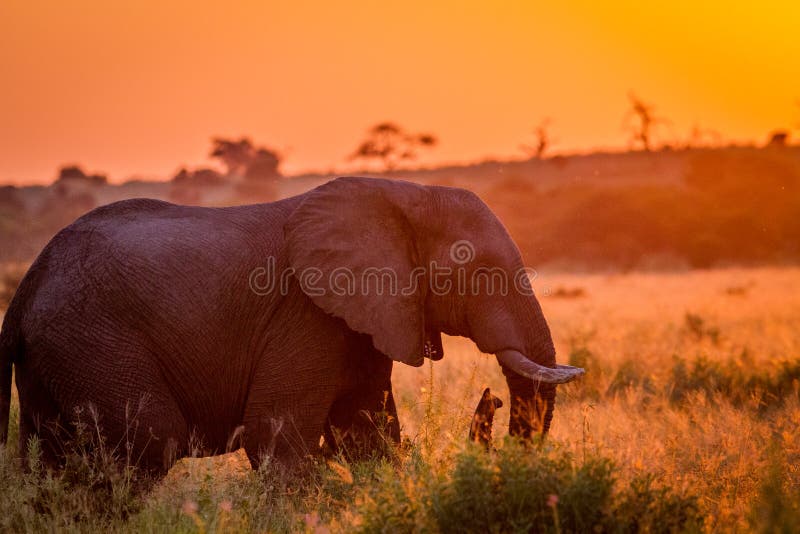 Elephant at sun down in the high grass.