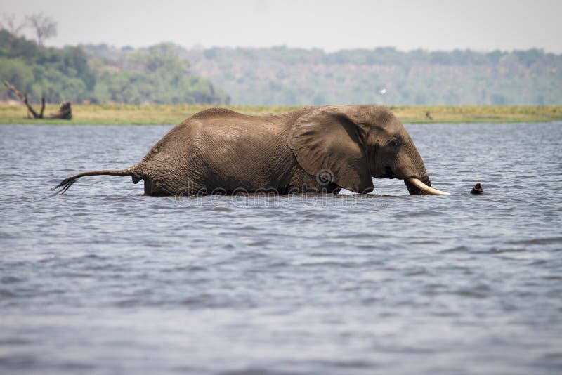 Elephant swimming royalty free stock photo