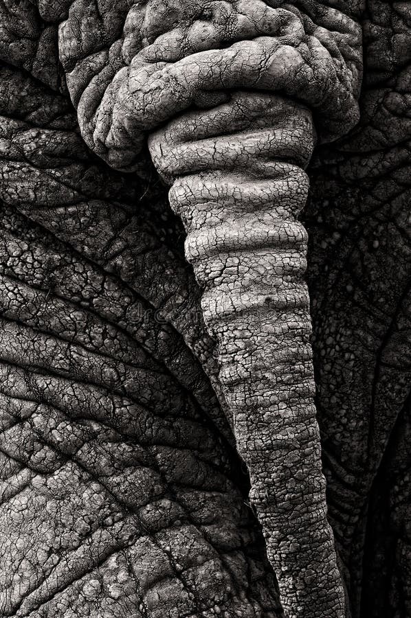 Elephant Tail