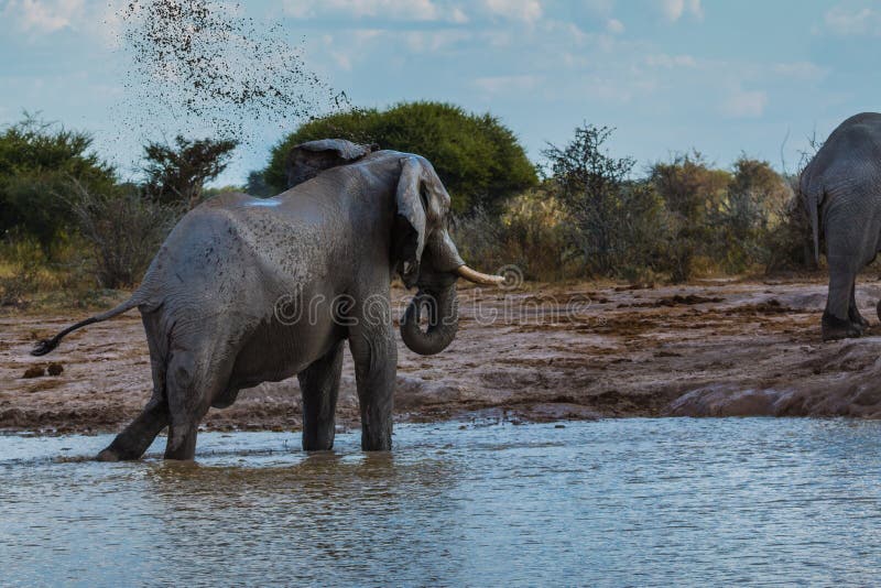 Elephant throwing dirt royalty free stock images Elephant throwing dirt royalty free stock images