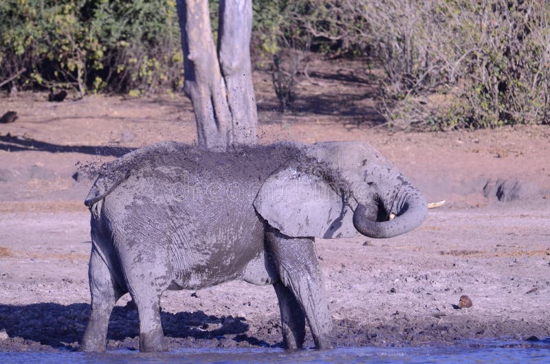 Elephant Throwing Mud On Itself Stock Image Image of elephant, tusk
