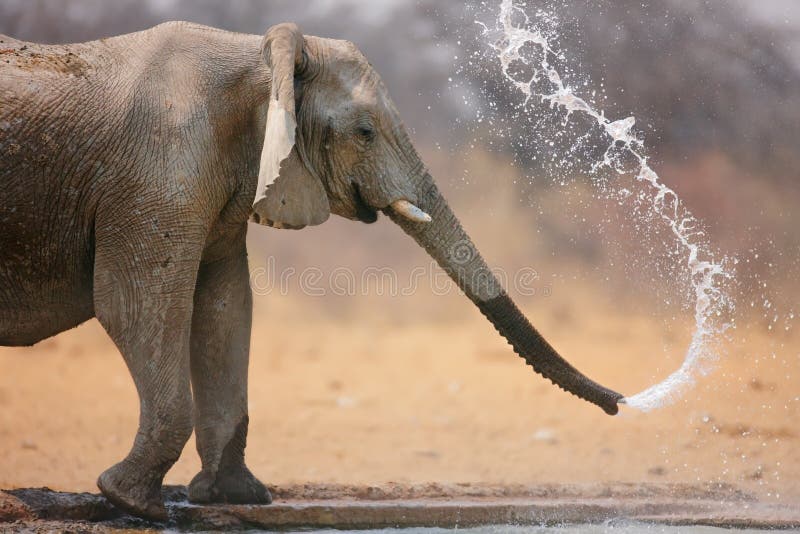 Little elephant spraying water; Loxodinta Africana; Etosha. Little elephant spraying water; Loxodinta Africana; Etosha