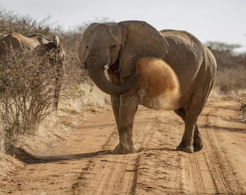 Elephant Throws Dirt Onto Its Back Stock Image Image of safari