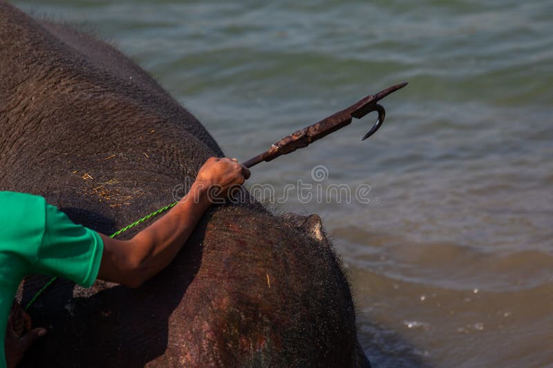 Elephant Training Tool stock image. Image of cultural 183132985