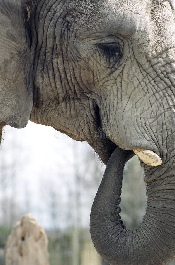 Elephant trunk