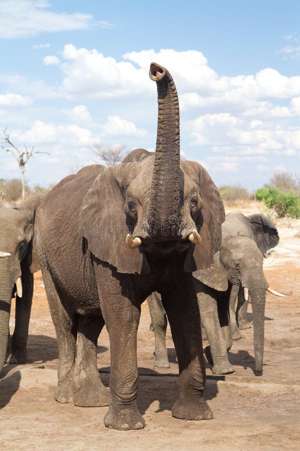 Elephant trunk