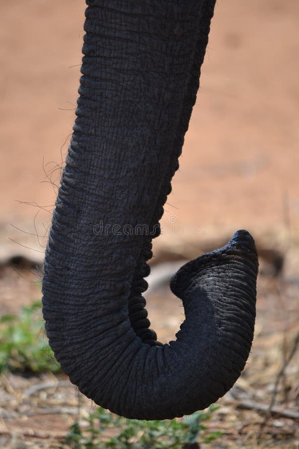 Elephant trunk stock photo. Image of smell, detail, elephant - 28203784