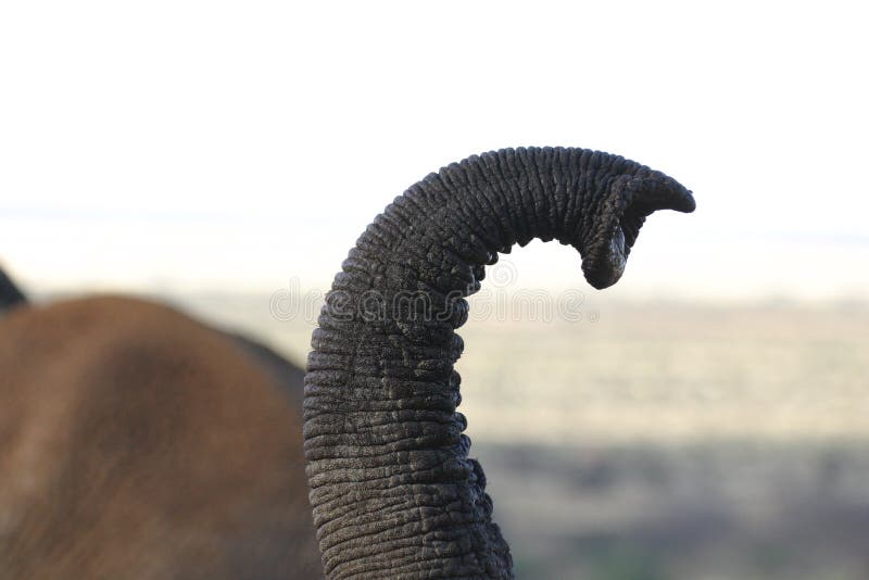 Elephant Trunk stock photo. Image of emerge, trunk, safari 329726