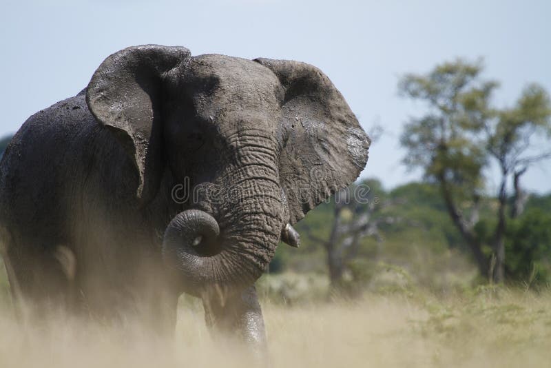 Elephant Trunk Curl