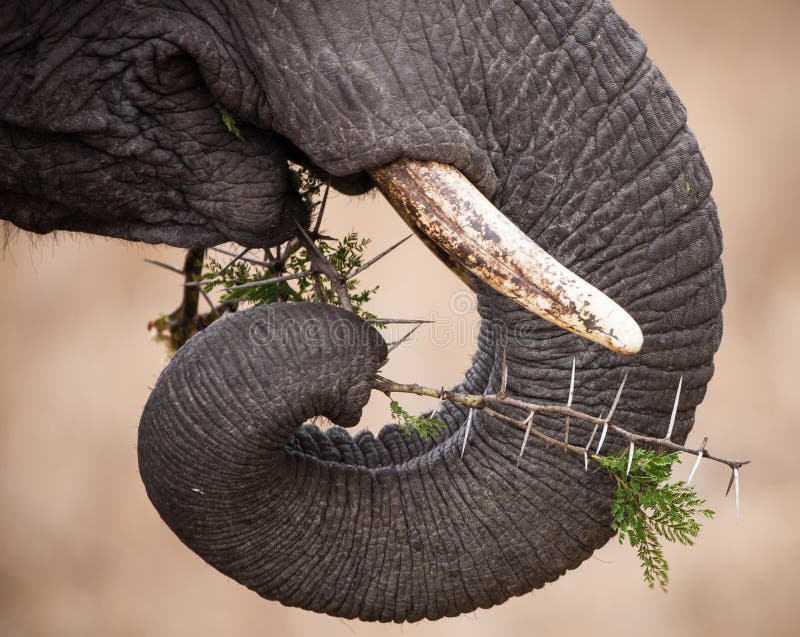 Elephant trunk and ivory tusks