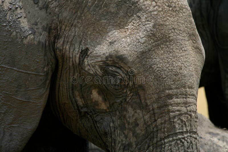 Elephant stock photo. Image of culture, mammals, herd 33014654