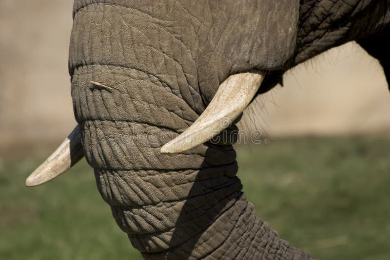 Elephant Tusks