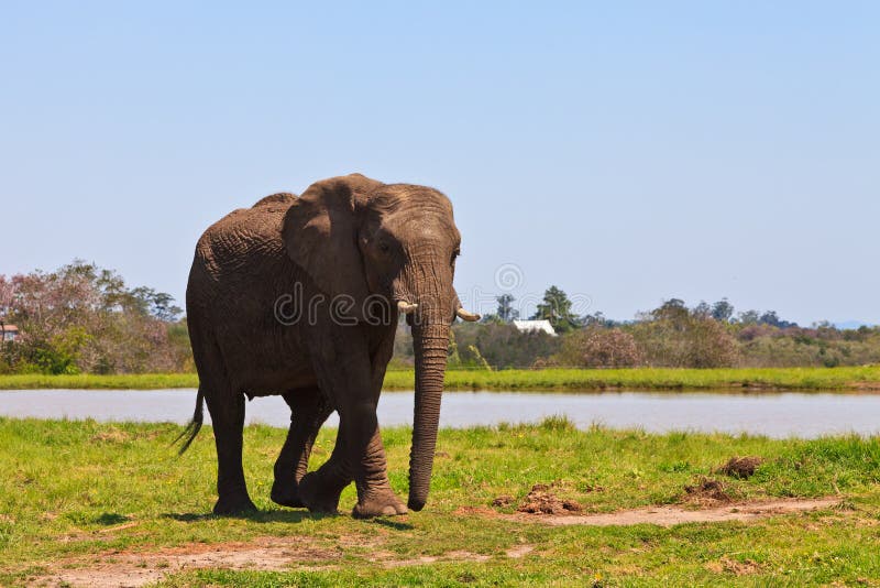 Elephant walking near water