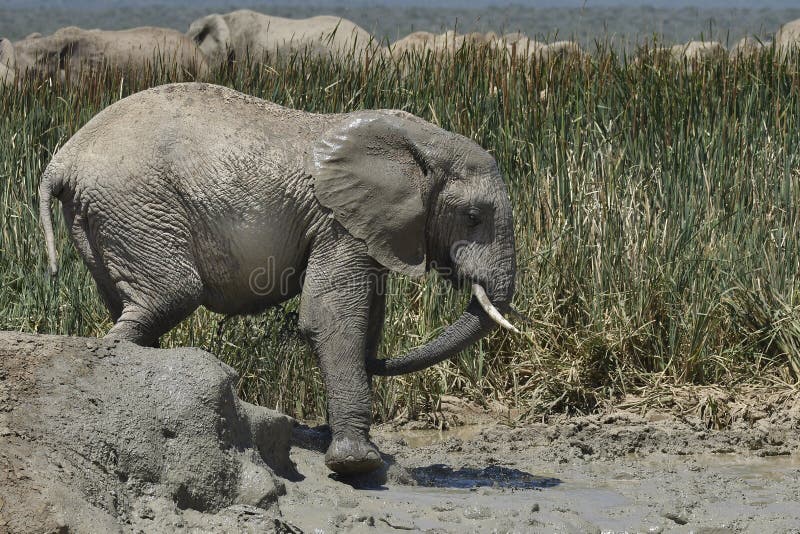 Elephant Walks On Puddle Picture. Image 109923761
