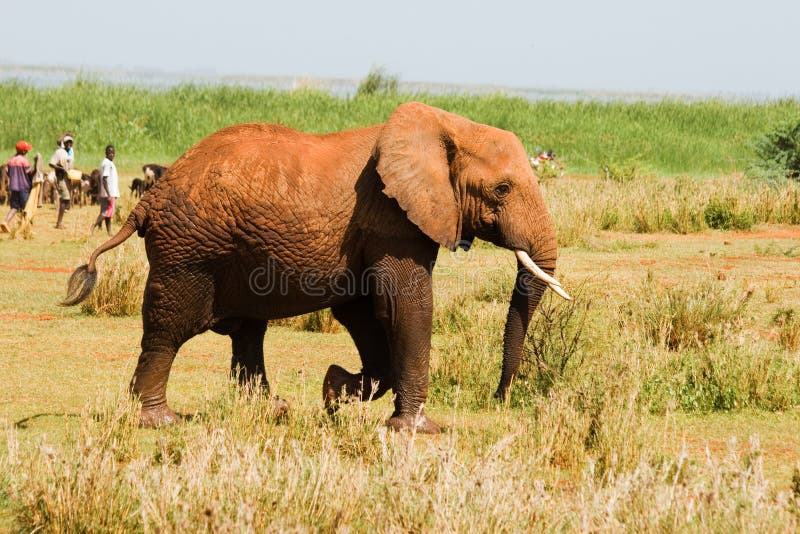 Elephant Walks into a Village Editorial Stock Image Image of heavy, ivory 30982354
