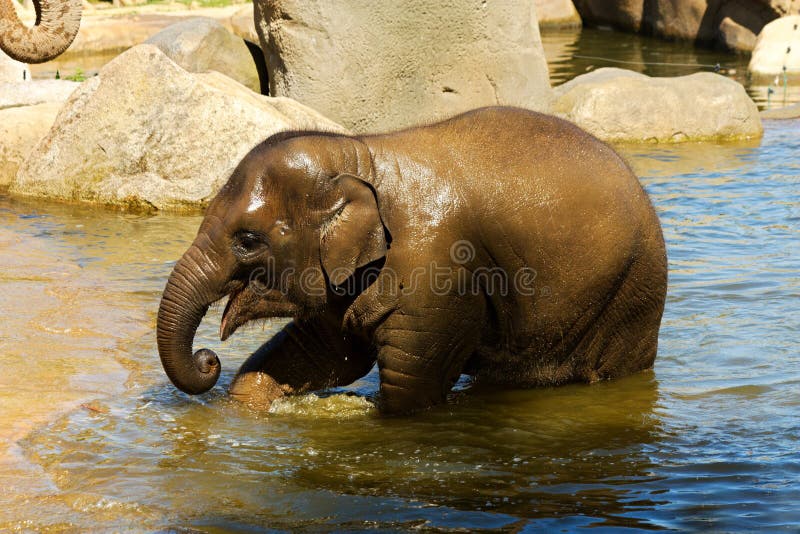 Elephant in water