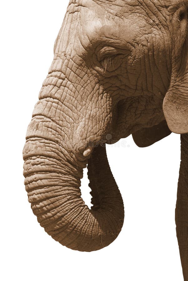 Elephant on white