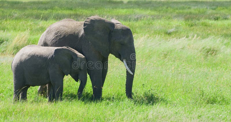 Elephant with youngster