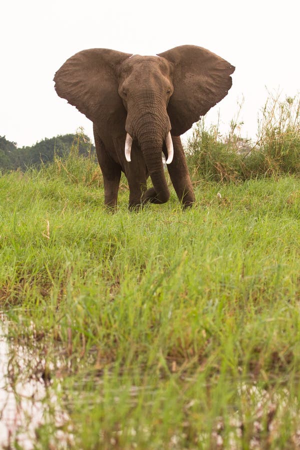 Elephant in Zambia stock images