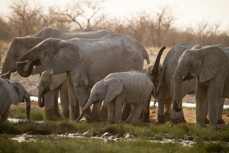 Elephants royalty free stock photos