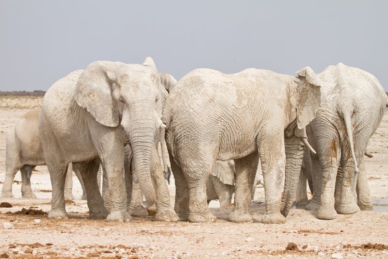 Elephants royalty free stock photo