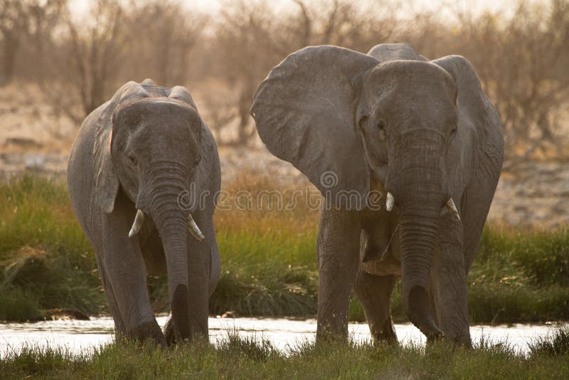 Elephants royalty free stock photography