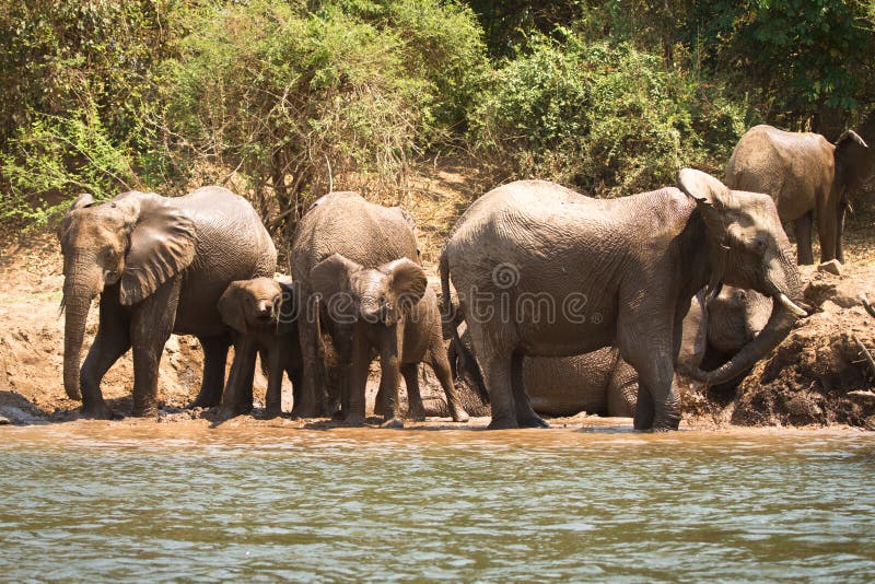 Elephants stock photo