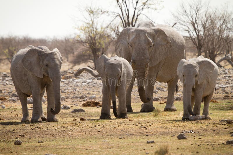 Elephants royalty free stock photography