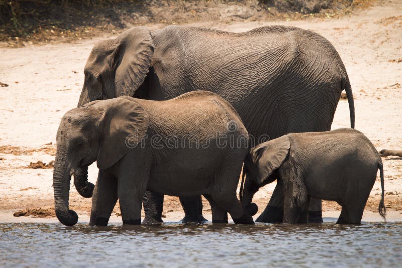 Elephants stock image