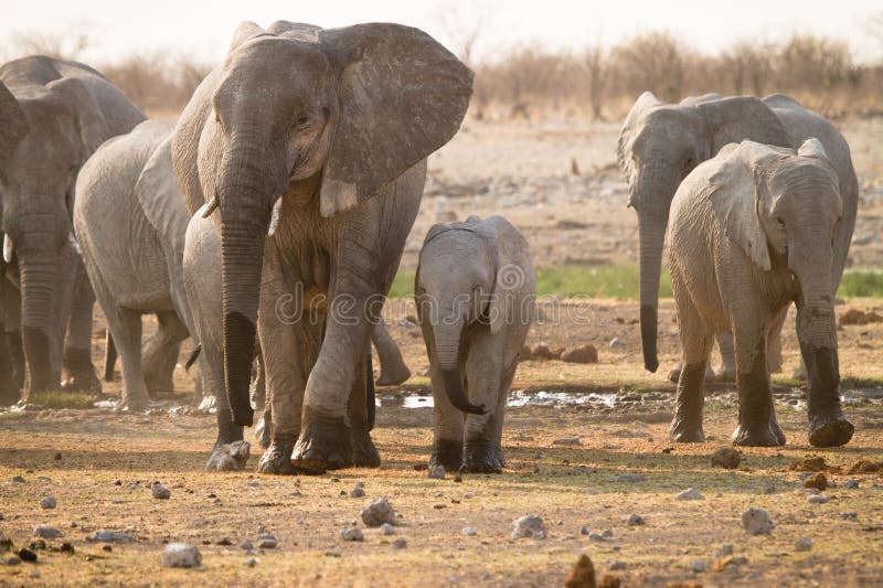 Elephants royalty free stock photo