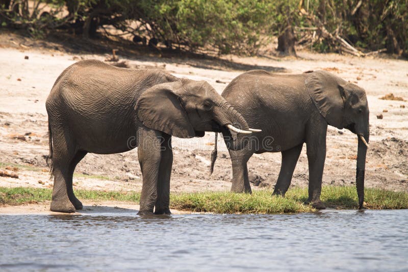 Elephants stock image