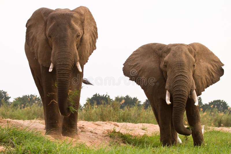 Elephants stock image