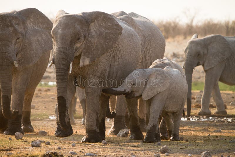Elephants stock images