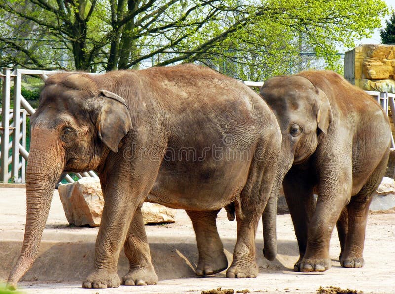 Elephants Stock Photos Download 42,656 Royalty Free Photos