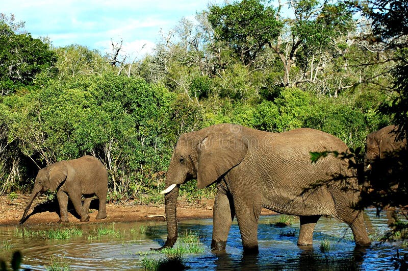 Elephants stock photo