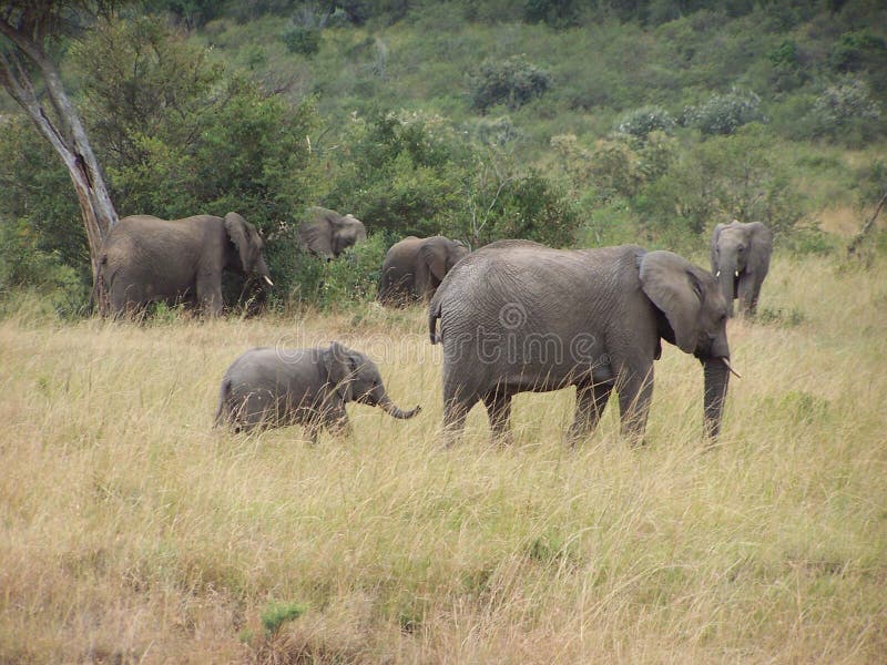 Elephants