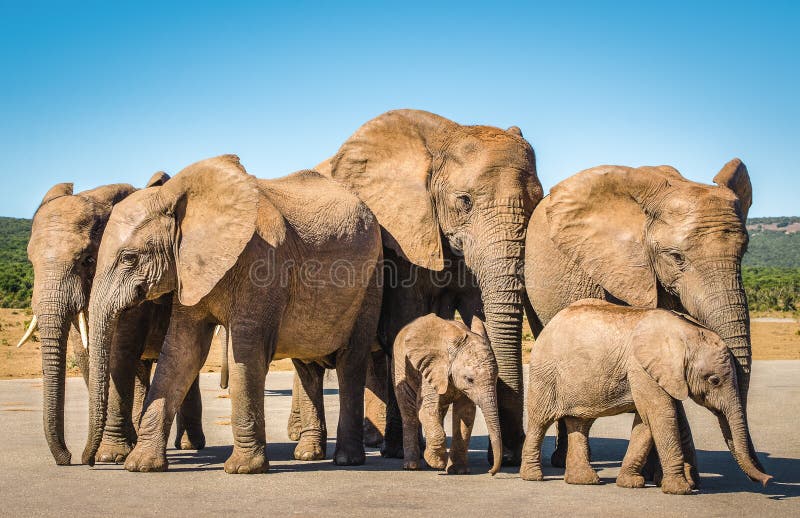 Elephants, Addo elephants park, South Africa