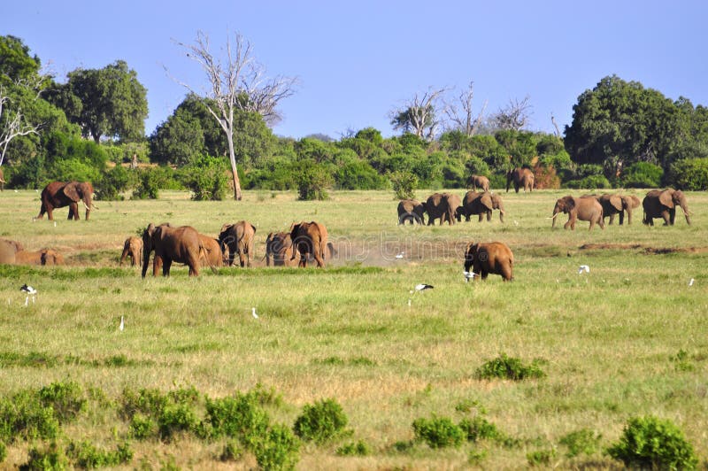 Elephants Africa