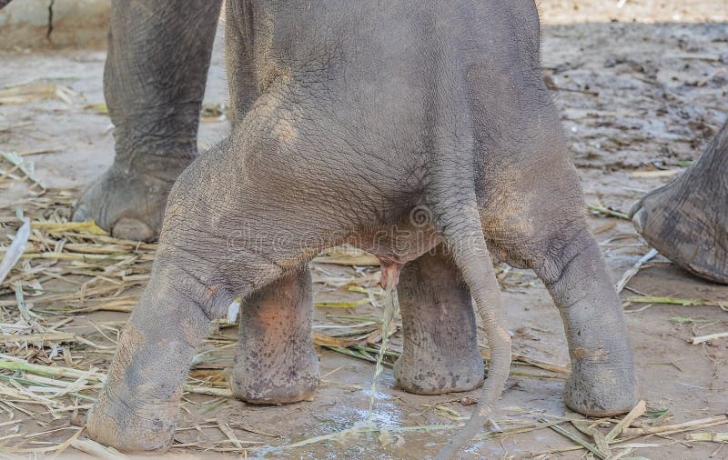 Elephants stock image. Image of trunk, african, young - 73383911