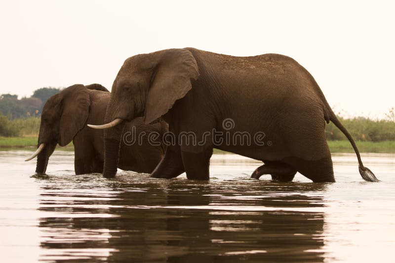 Elephants crossing river stock image