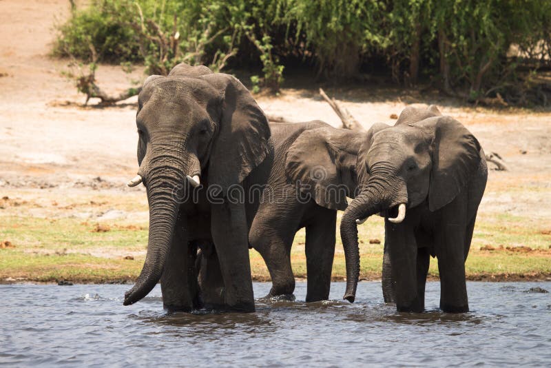 Elephants drinking stock images