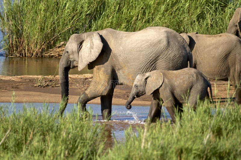 Elephants drinking