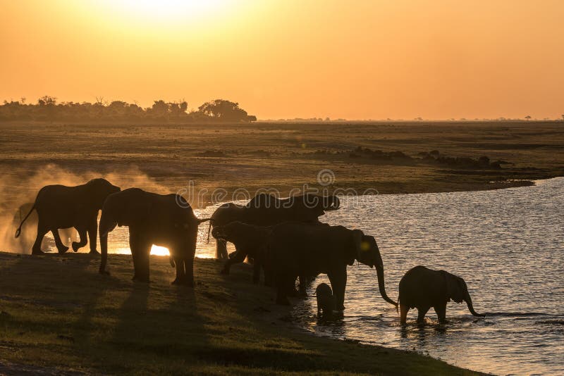 Elephants drinking at the chobe river royalty free stock photo Elephants drinking at the chobe river royalty free stock photo