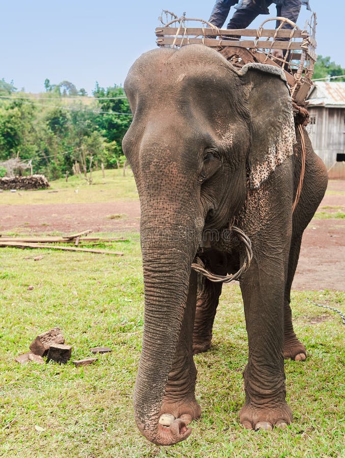 Elephants eating stock image. Image of bathing, safari 35691879