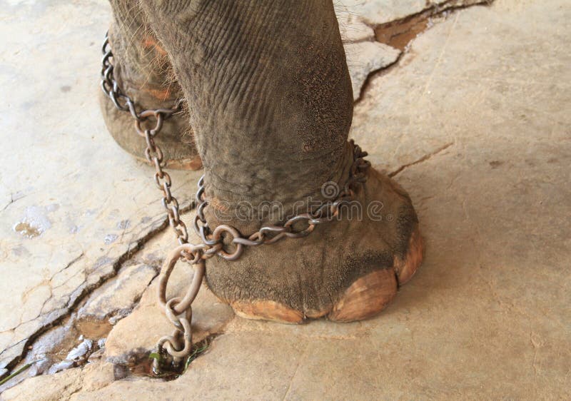 Elephants feet with shackles